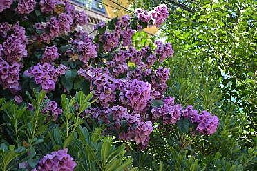 Avisos Nuevo 12 Jul - 36161