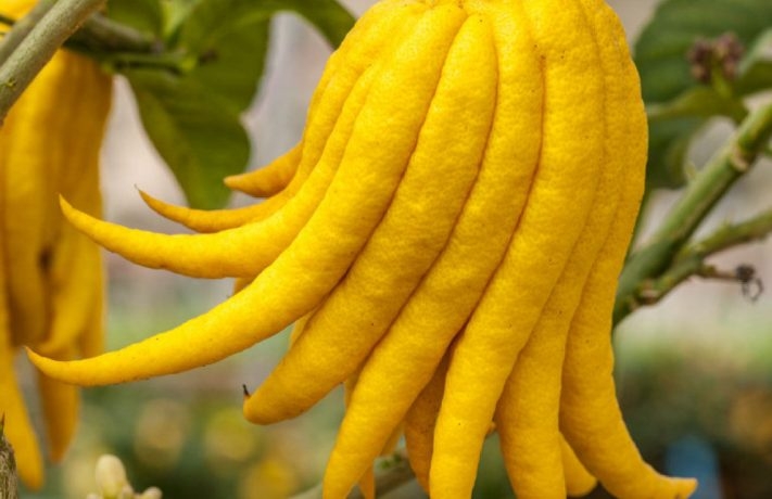 Explora la fascinante fruta Manos de Buda en nuestro sitio. Conocida por su aroma cítrico...